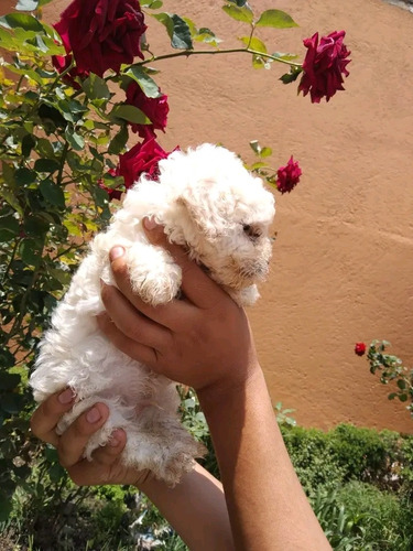 Cachorritos French Poodle Blancos Toy