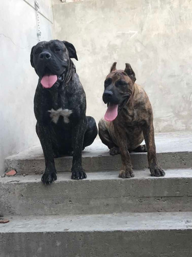 Cachorros Presa Canario