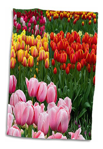 Tulipanes De Rosa 3d En Keukenhof Lisse Holanda. Twl 