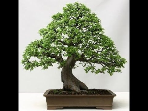 Muda De Ulmus Parvifolia - Ideal Para Bonsai - 25 Cm.