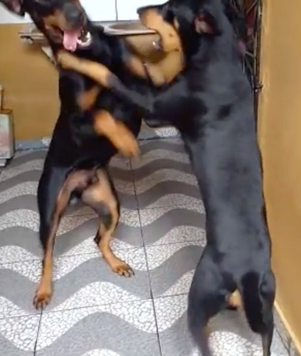 Doberman Europeu Filhotes (entrega Com 45 Dias)
