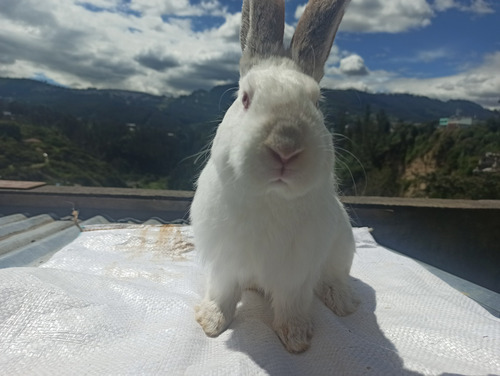 Imagen 7 de 7 de Conejos De 1 Y 6 Meses De Edad Para Consumo O Mascota.