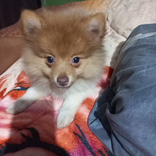 Cachorra Lulu Pomerania Mini