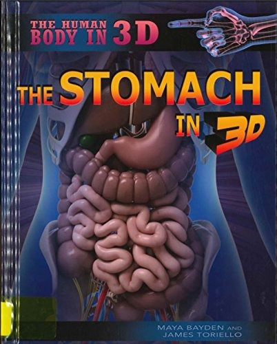 The Stomach In 3d (human Body In 3d)