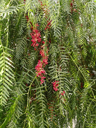 Arbol Schinus Molle Pimiento Pack De 4 Uds Gratis Solo A Rm