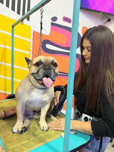 Curso De Peluquería Canina, Escuela Habilitada