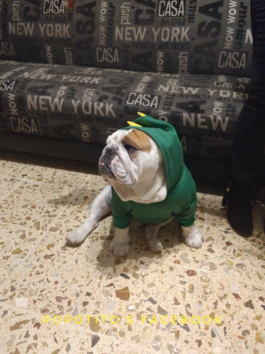 Sudadera De Dinosaurio Para Bulldogs