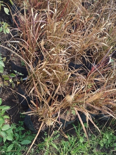 Pennisetum Rubra Cola De Zorro Canteros Cercos Vivo Graminea
