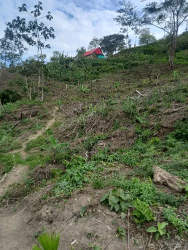 Finca En Vereda Torres En Guayabal De Siquima
