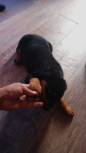 Rottweiler Cachorros Reserva