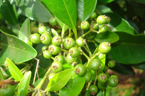 Semilla Pimienta Dioica Gorda Para Vivero 100 Semillas