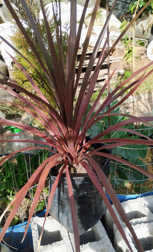 Dracena Roja Palmera Interior O Exterior