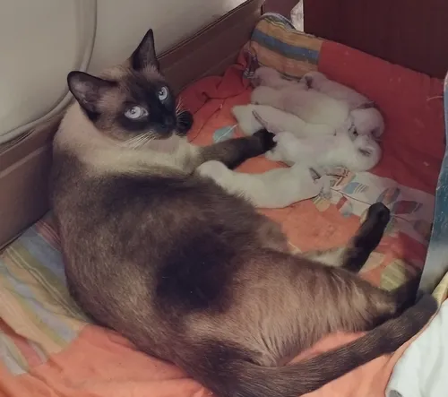 Gaticos Siameses En Venta