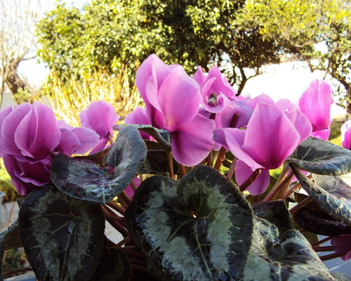 Cajon Violeta De Los Alpes, Cyclamen M13 (10 Unidades)