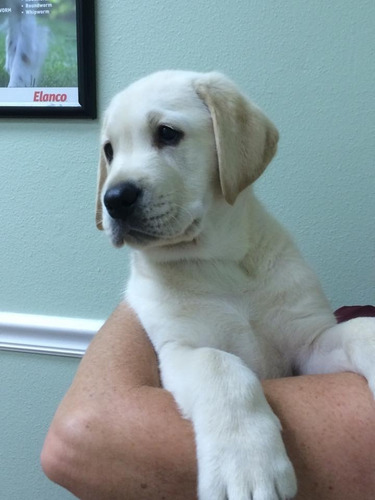 Imagen 4 de 10 de Labrador Cachorros