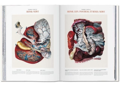 Atlas Of Human Anatomy And Surgery