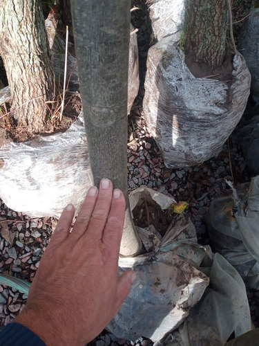 Imagen 7 de 8 de Arbol Tilo Grande - Adulto - Excelente - Entregas Caba Y Gba