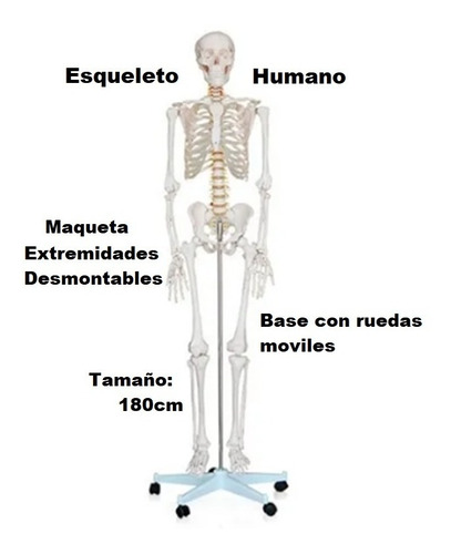 Esqueleto Humano Maqueta De Anatonia Biologia 180 Y 90 Cm
