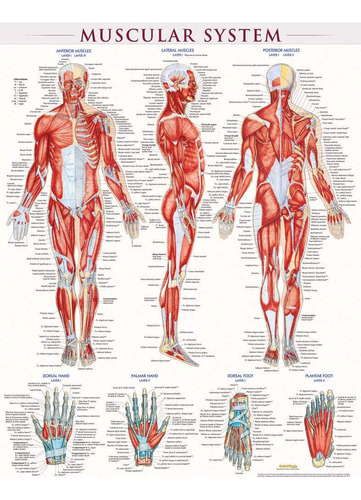 Libro: Muscular System Poster (22 X 28 Inches) Laminated: A