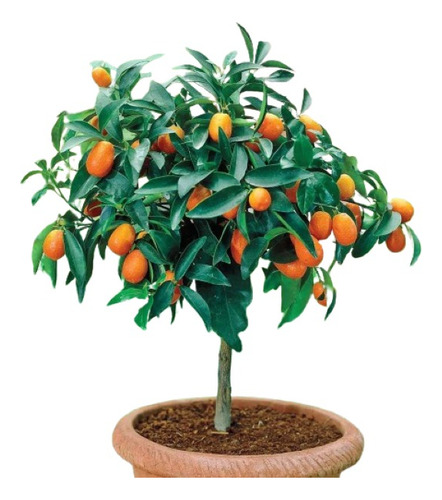 Naranja Enana Arbol Enano Produciendo Con Envio Gratis