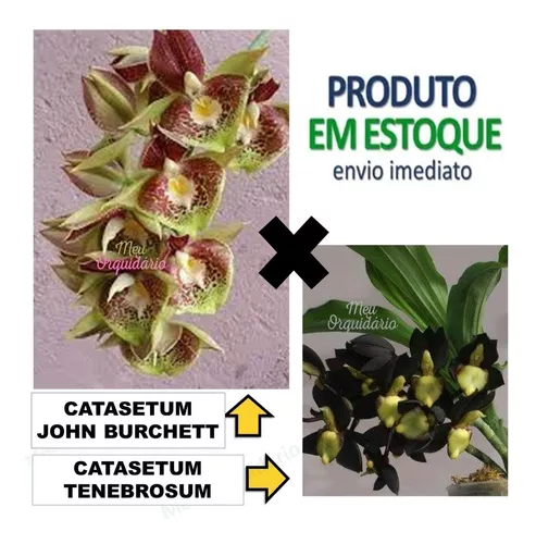 Orquídea Catasetum John Burchett X Tenebrosum *adulto* | Parcelamento sem  juros