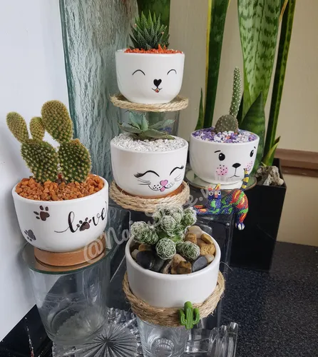 Mini Cactus Y Suculentas