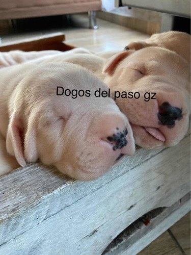 Cachorros Dogo Argentino Con Pedigre!! Criadero Dogosdelpaso