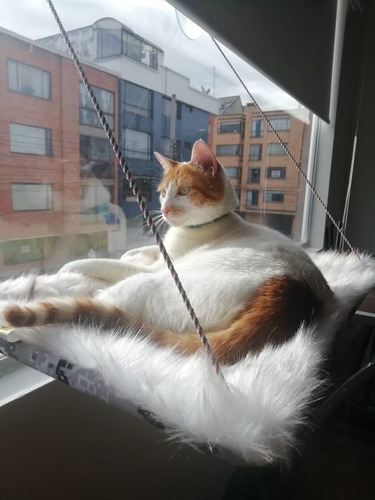 Hamacas De Ventana Para Gatos. Tela De Peluche - Miel Felina
