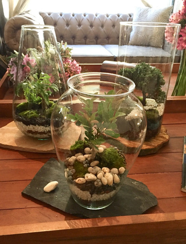 Bonsai Terrario Gota Árbol A Elegir (junípero Ficus Guayabo)