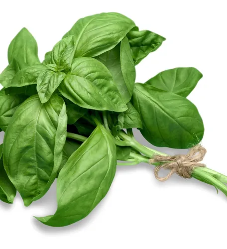 Semillas De Albahaca Genovesa Y A
