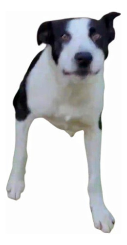 Cachorron Mix De Border Collie Con Galgo, Bellezaa 1 Añito!