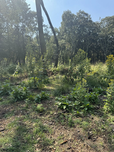 Vendo Terreno Boscoso De 11 Hectáreas En Jilótepec