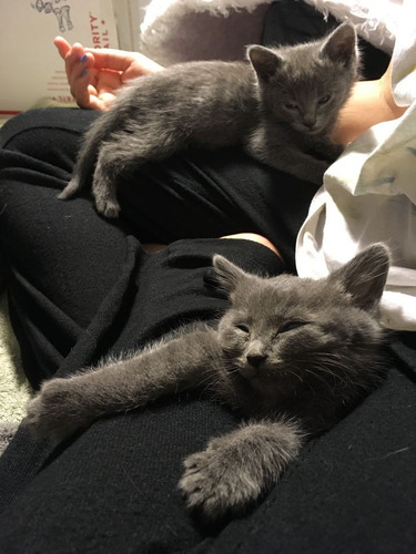 Hermosos Gatitos Azul Ruso+ Kit Sanitario De Regal