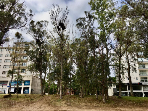 Lote Multifamiliar Hotelero. Sobre Avenida Bunge De Pinamar.