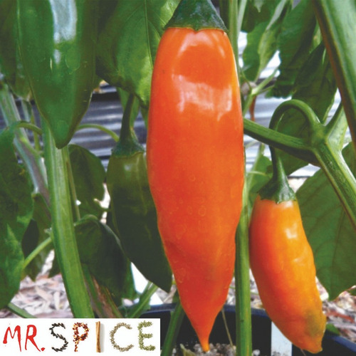 Sementes Da Pimenta Aji Amarillo Pimenta Peruana Para Vasos