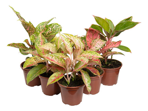 Aglaonema Mix P12