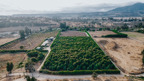 Colmo, Terreno Plano Paltos En Producción