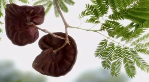 200 Sementes De Tamboril Orelha De Macaco