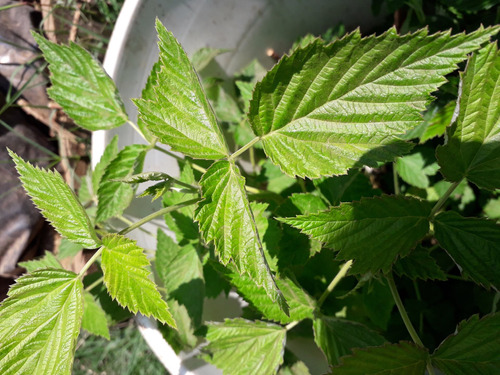 Plantas De Frambuesa Paquete De4 Con Envío 