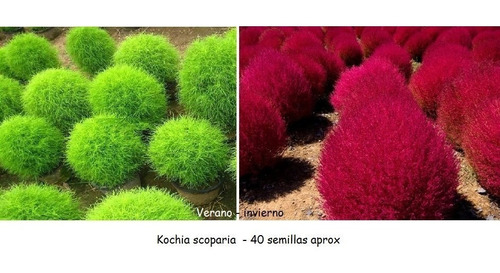 100 Semillas Ciprésde Verano Rojo Japones Kochia Scoparia!!!