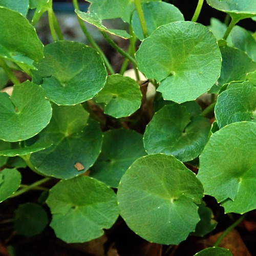 Centella Asiatica Ervas Para Chá