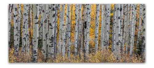 Aspen Trees By Pierre Leclerc, Lienzo De 20.0 X 46.8 in