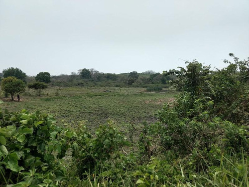 Venta Rancho 50 Hectareas Tampache Tamiahua Veracruz