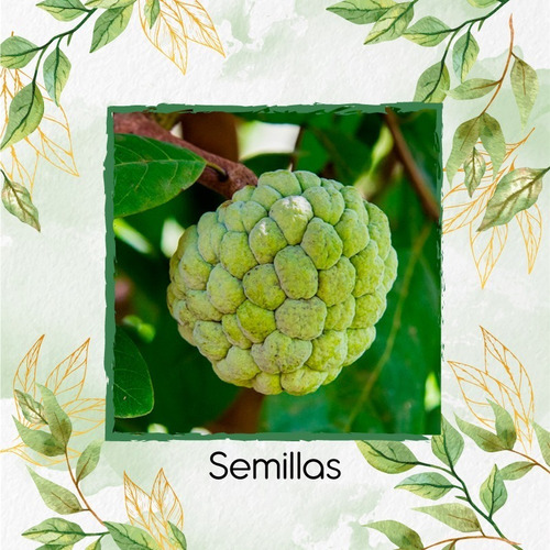 100 Semillas De Árbol Chirimoya