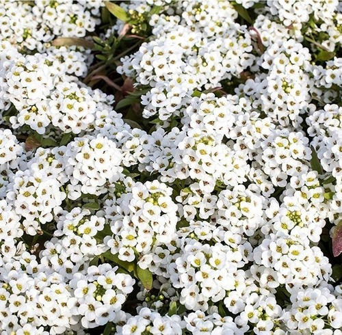 Semillas Aliso Allyssum Blanco Carpet Of Snow  - Pan De Miel