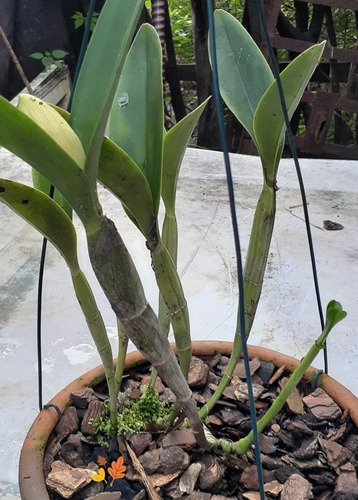 Guarianthe Skinneri Var. Semi Alba A D - B S