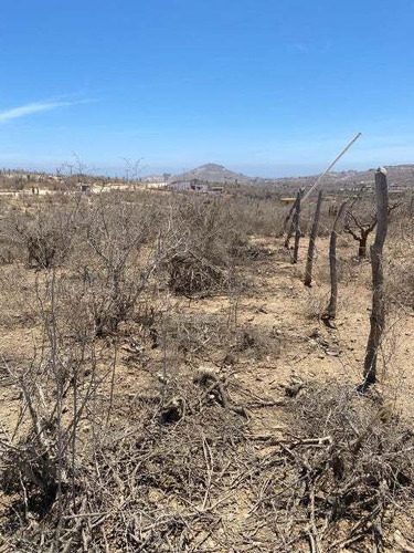 Cerritos Dreaming, Pescadero, Bcs