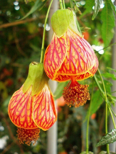 Imagem 9 de 9 de Muda De Lanterna Chinesa - Abutilon Striatum. - Lanterninha