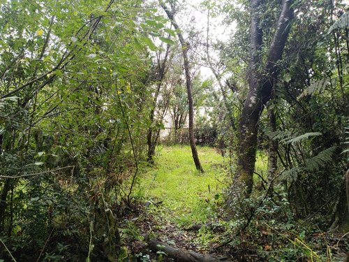 Increíble Parcela Con Bosque Nativo En Chabelita Valdivia