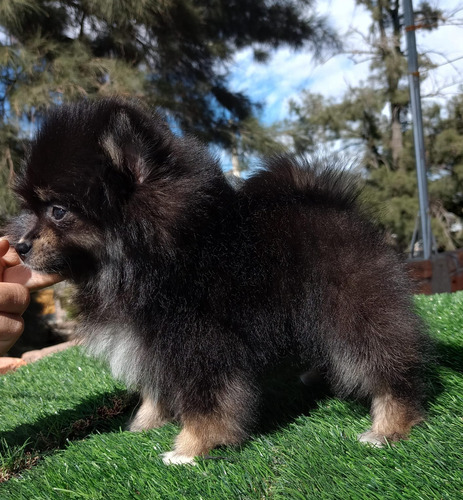 Pomerania Hembra Blue And Tan Hermosa. Blue And Tan